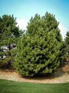 Сосна Чёрная (Pinus Nigra) купить по цене от 270.00р. в интернет-магазине «Посадика» с доставкой почтой в в Свободныйе и по всей России – [изображение №1].