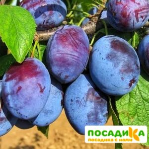 Слива Чачакская ранняя купить по цене от 229.00р. в интернет-магазине «Посадика» с доставкой почтой в в Свободныйе и по всей России – [изображение №1].