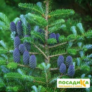 Пихта корейская (Abies koreana) купить по цене от 450.00р. в интернет-магазине «Посадика» с доставкой почтой в в Свободныйе и по всей России – [изображение №1].