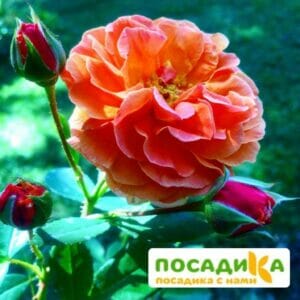 Роза Арабия купить по цене от 350.00р. в интернет-магазине «Посадика» с доставкой почтой в в Свободныйе и по всей России – [изображение №1].