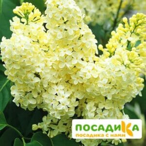 Сирень Примроуз (Primrose) купить по цене от 529.00р. в интернет-магазине «Посадика» с доставкой почтой в в Свободныйе и по всей России – [изображение №1].