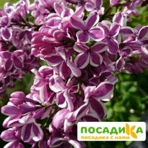 Сирень Сенсация купить по цене от 529.00р. в интернет-магазине «Посадика» с доставкой почтой в в Свободныйе и по всей России – [изображение №1].