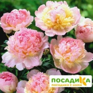 Пион Распберри Сандей (Paeonia Raspberry Sundae) купить по цене от 959р. в интернет-магазине «Посадика» с доставкой почтой в в Свободныйе и по всей России – [изображение №1].