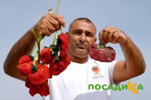 Клубника Гигант Джорнея купить по цене от 266р. в интернет-магазине «Посадика» с доставкой почтой в в Свободныйе и по всей России – [изображение №1].
