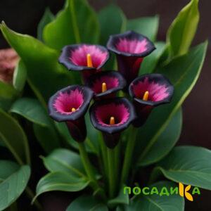 Калла Аура Лейс купить по цене от 400р. в интернет-магазине «Посадика» с доставкой почтой в в Свободныйе и по всей России – [изображение №1].