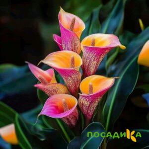 Калла Оникс купить по цене от 450р. в интернет-магазине «Посадика» с доставкой почтой в в Свободныйе и по всей России – [изображение №1].