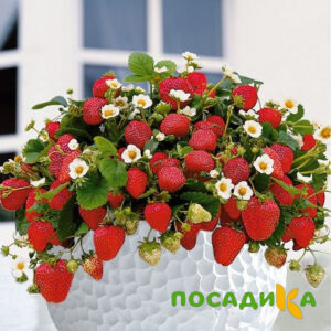 Клубника Рубиновый Шепот (горшечная) купить по цене от 240р. в интернет-магазине «Посадика» с доставкой почтой в в Свободныйе и по всей России – [изображение №1].