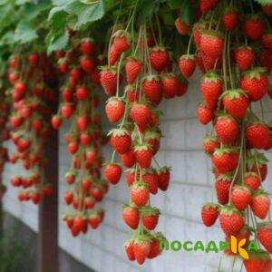 Клубника вьющаяся Комплимент купить по цене от 470р. в интернет-магазине «Посадика» с доставкой почтой в в Свободныйе и по всей России – [изображение №1].