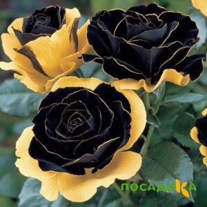 Роза Ханни Сикл купить по цене от 700р. в интернет-магазине «Посадика» с доставкой почтой в в Свободныйе и по всей России – [изображение №1].