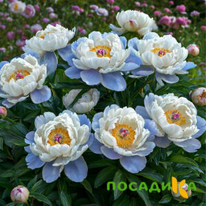 Пион акварельный Этюд купить по цене от 806р. в интернет-магазине «Посадика» с доставкой почтой в в Свободныйе и по всей России – [изображение №1].