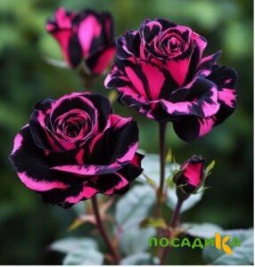 Роза Багровый Шепот купить по цене от 366р. в интернет-магазине «Посадика» с доставкой почтой в в Свободныйе и по всей России – [изображение №1].