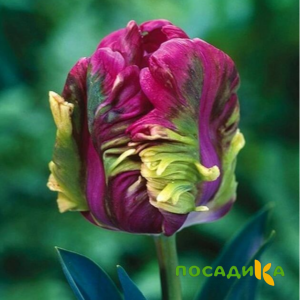 Тюльпан Экзотик Хэвен купить по цене от 186р. в интернет-магазине «Посадика» с доставкой почтой в в Свободныйе и по всей России – [изображение №1].