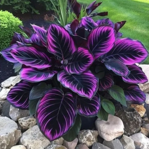 Хоста Люминоза купить по цене от 450р. в интернет-магазине «Посадика» с доставкой почтой в в Свободныйе и по всей России – [изображение №1].