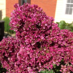 Флокс Филингс купить по цене от 329р. в интернет-магазине «Посадика» с доставкой почтой в в Свободныйе и по всей России – [изображение №1].