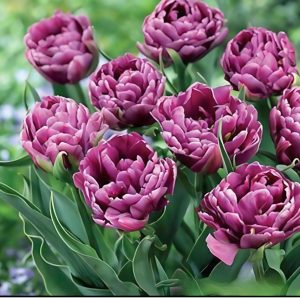 Тюльпан Айс Крим купить по цене от 430р. в интернет-магазине «Посадика» с доставкой почтой в в Свободныйе и по всей России – [изображение №1].