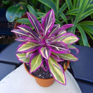 Хоста Сильвер Стик купить по цене от 650р. в интернет-магазине «Посадика» с доставкой почтой в в Свободныйе и по всей России – [изображение №1].