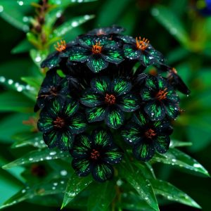 Флокс Ривьера купить по цене от 299р. в интернет-магазине «Посадика» с доставкой почтой в в Свободныйе и по всей России – [изображение №1].