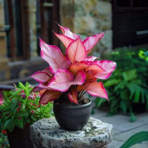 Хоста Розовая Симфония купить по цене от 800р. в интернет-магазине «Посадика» с доставкой почтой в в Свободныйе и по всей России – [изображение №1].