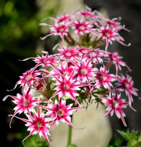 Флокс Метельчатый Путь купить по цене от 456р. в интернет-магазине «Посадика» с доставкой почтой в в Свободныйе и по всей России – [изображение №1].