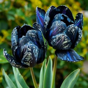 Тюльпан Блю Фог купить по цене от 500р. в интернет-магазине «Посадика» с доставкой почтой в в Свободныйе и по всей России – [изображение №1].