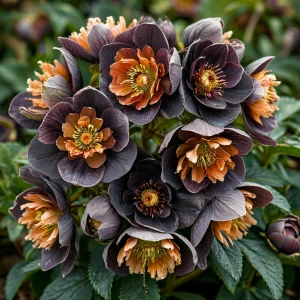 Морозник Блум Айс купить по цене от 499р. в интернет-магазине «Посадика» с доставкой почтой в в Свободныйе и по всей России – [изображение №1].