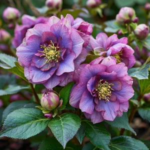 Морозник Айс Принцесс Чарм купить по цене от 650р. в интернет-магазине «Посадика» с доставкой почтой в в Свободныйе и по всей России – [изображение №1].