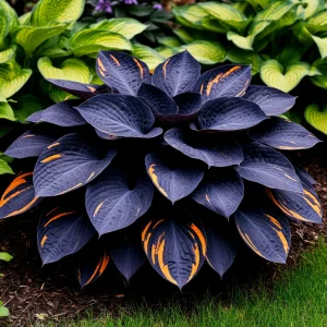 Хоста Умбра купить по цене от 349р. в интернет-магазине «Посадика» с доставкой почтой в в Свободныйе и по всей России – [изображение №1].