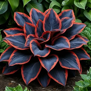 Хоста Солнечный Агат купить по цене от 440р. в интернет-магазине «Посадика» с доставкой почтой в в Свободныйе и по всей России – [изображение №1].