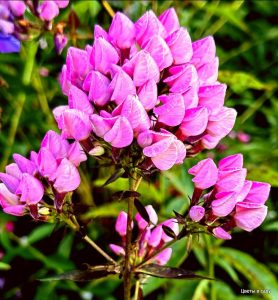 Флокс Бутоник купить по цене от 461р. в интернет-магазине «Посадика» с доставкой почтой в в Свободныйе и по всей России – [изображение №1].