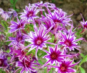 Флокс Звездное Кружево купить по цене от 361р. в интернет-магазине «Посадика» с доставкой почтой в в Свободныйе и по всей России – [изображение №1].