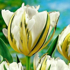 Тюльпан Экзотик Пуруссима купить по цене от 305р. в интернет-магазине «Посадика» с доставкой почтой в в Свободныйе и по всей России – [изображение №1].