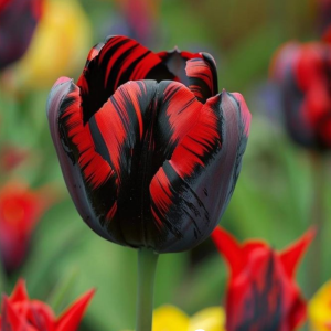 Тюльпан Блэк Перрот купить по цене от 351р. в интернет-магазине «Посадика» с доставкой почтой в в Свободныйе и по всей России – [изображение №1].