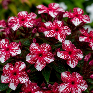 Флокс Ливер Гриммер купить по цене от 590р. в интернет-магазине «Посадика» с доставкой почтой в в Свободныйе и по всей России – [изображение №1].