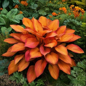 Хоста Солнечный Нектар купить по цене от 605р. в интернет-магазине «Посадика» с доставкой почтой в в Свободныйе и по всей России – [изображение №1].