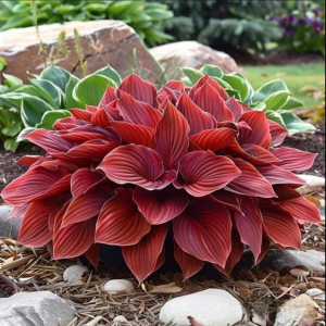 Хоста Рэд Эйнджл купить по цене от 549р. в интернет-магазине «Посадика» с доставкой почтой в в Свободныйе и по всей России – [изображение №1].