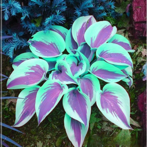 Хоста Висперин Бьюти купить по цене от 379р. в интернет-магазине «Посадика» с доставкой почтой в в Свободныйе и по всей России – [изображение №1].