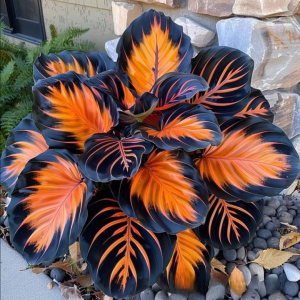 Хоста Сикрет Форест купить по цене от 601р. в интернет-магазине «Посадика» с доставкой почтой в в Свободныйе и по всей России – [изображение №1].