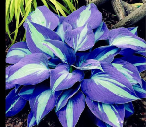 Хоста Аурелия купить по цене от 450р. в интернет-магазине «Посадика» с доставкой почтой в в Свободныйе и по всей России – [изображение №1].